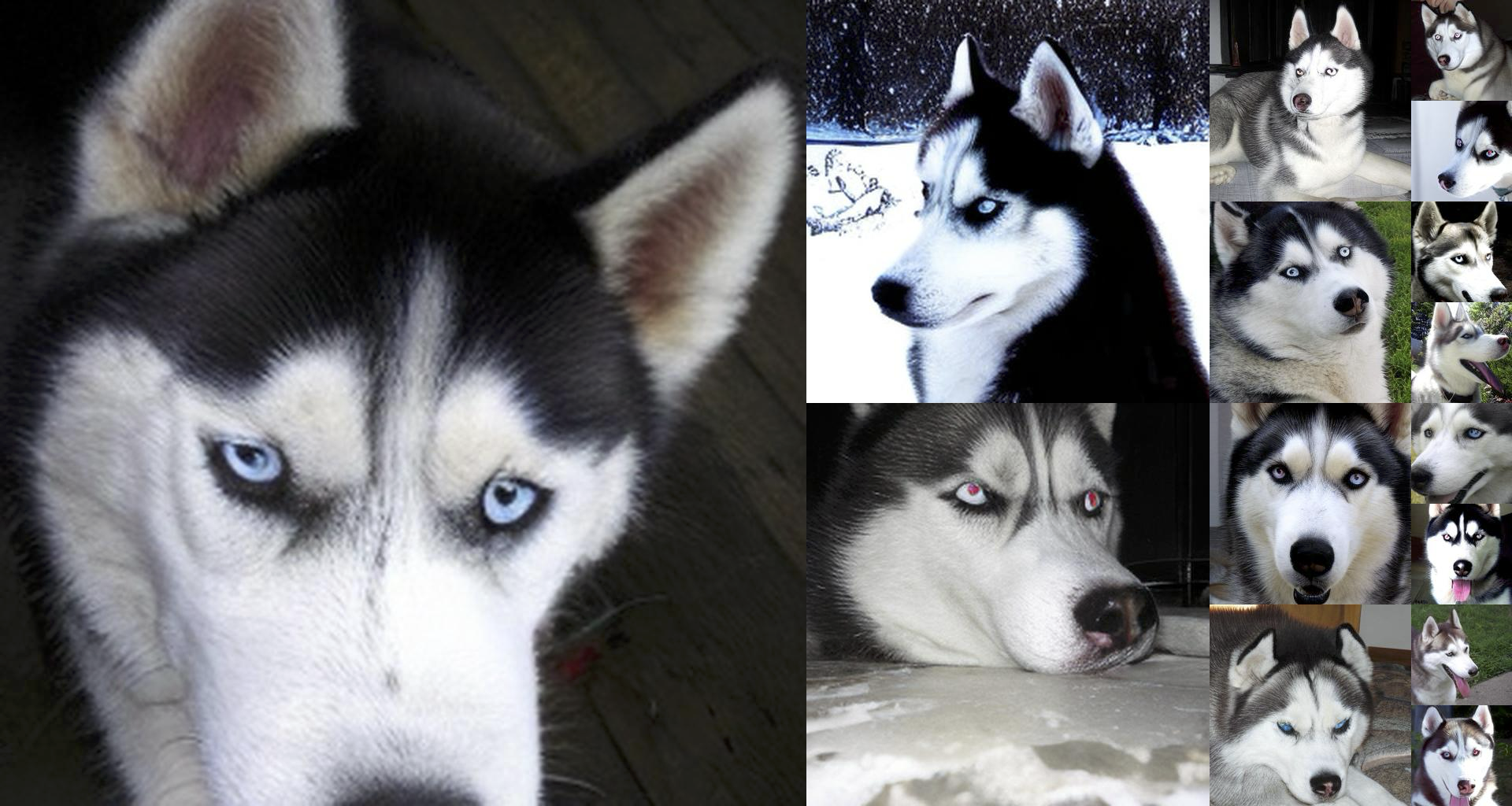 Husky, ImageNet class 250