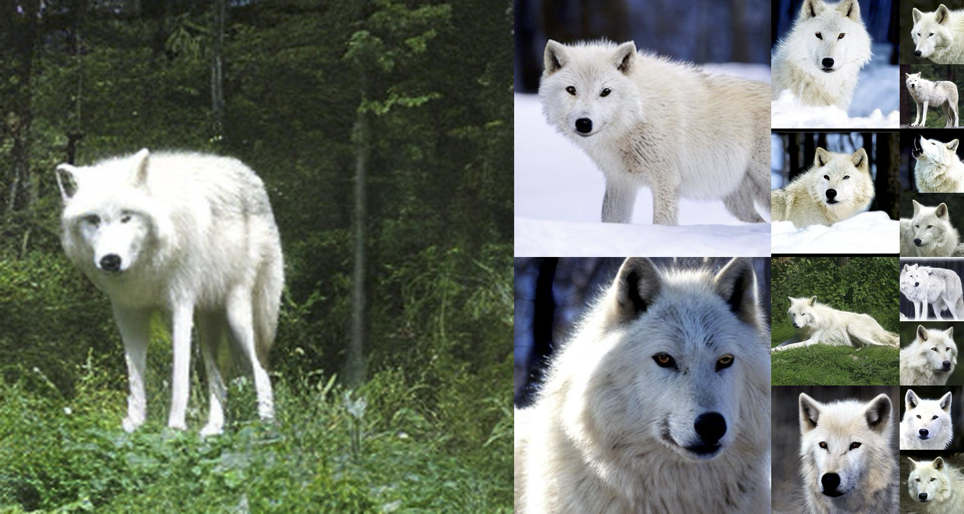 Arctic wolf, ImageNet class 270