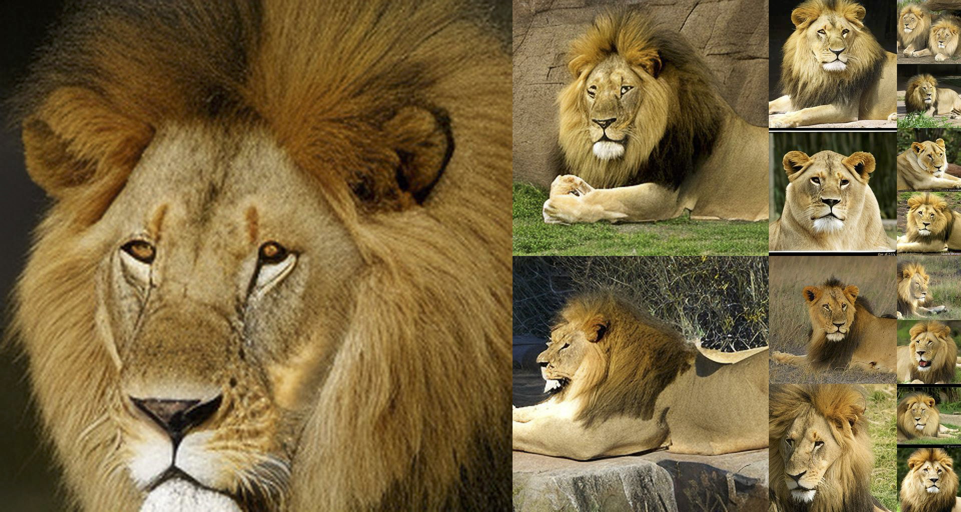 Lion, ImageNet class 291