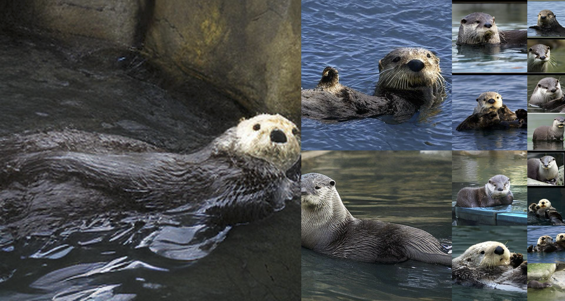 Otter, ImageNet class 360