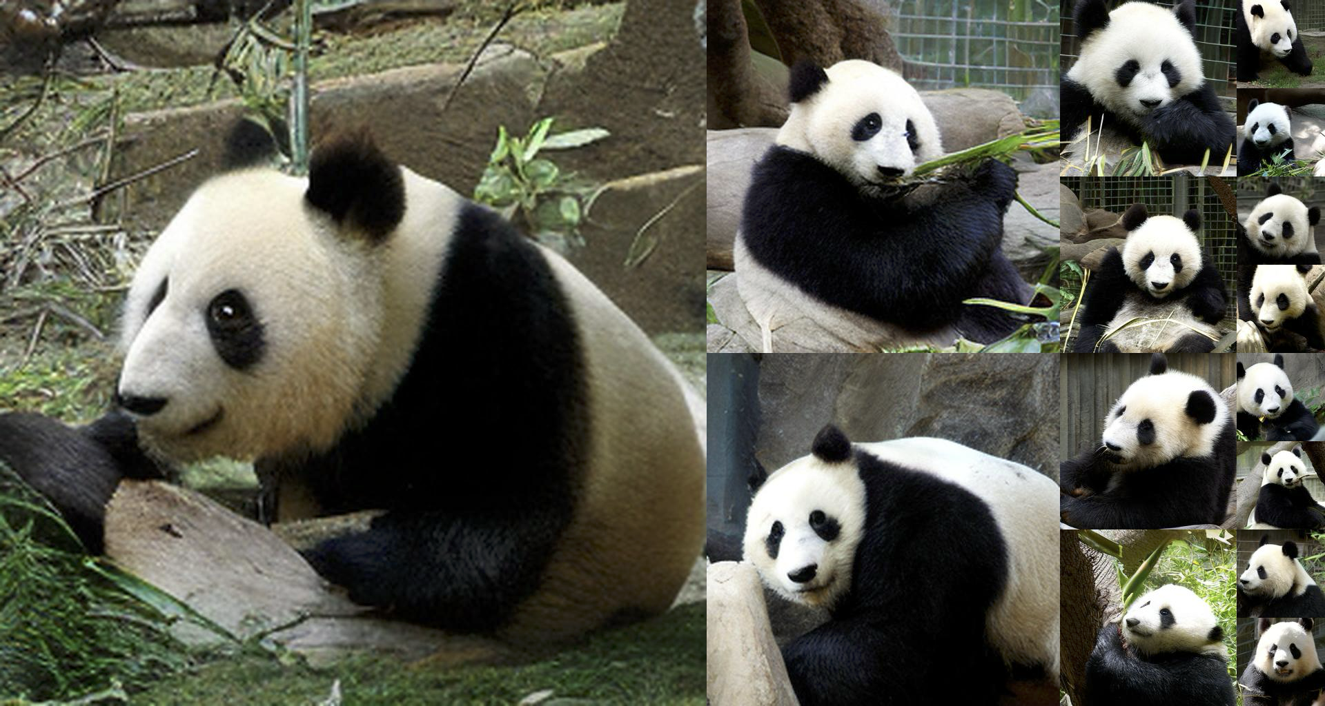Panda, ImageNet class 388