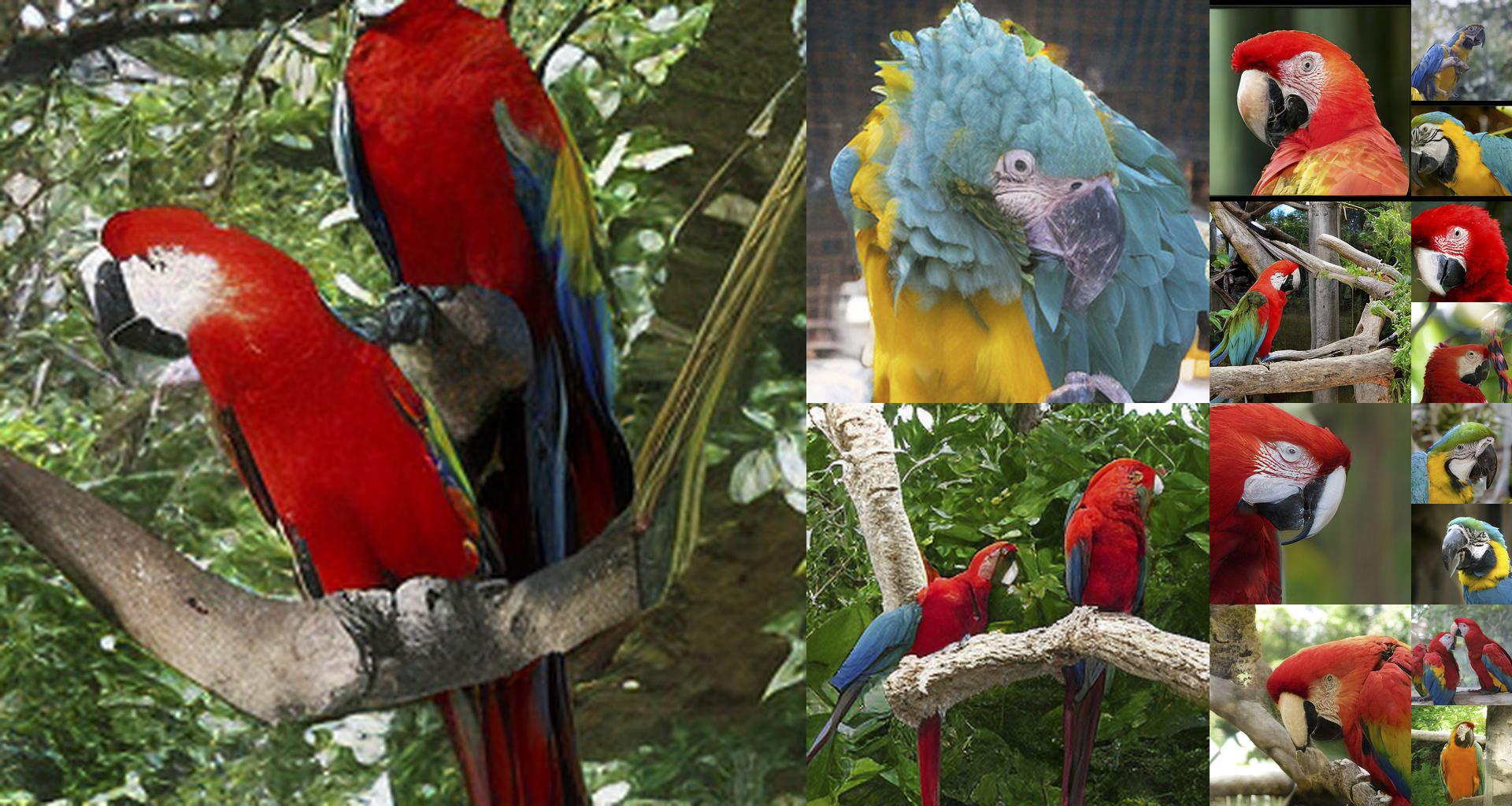 Macaw, ImageNet class 88