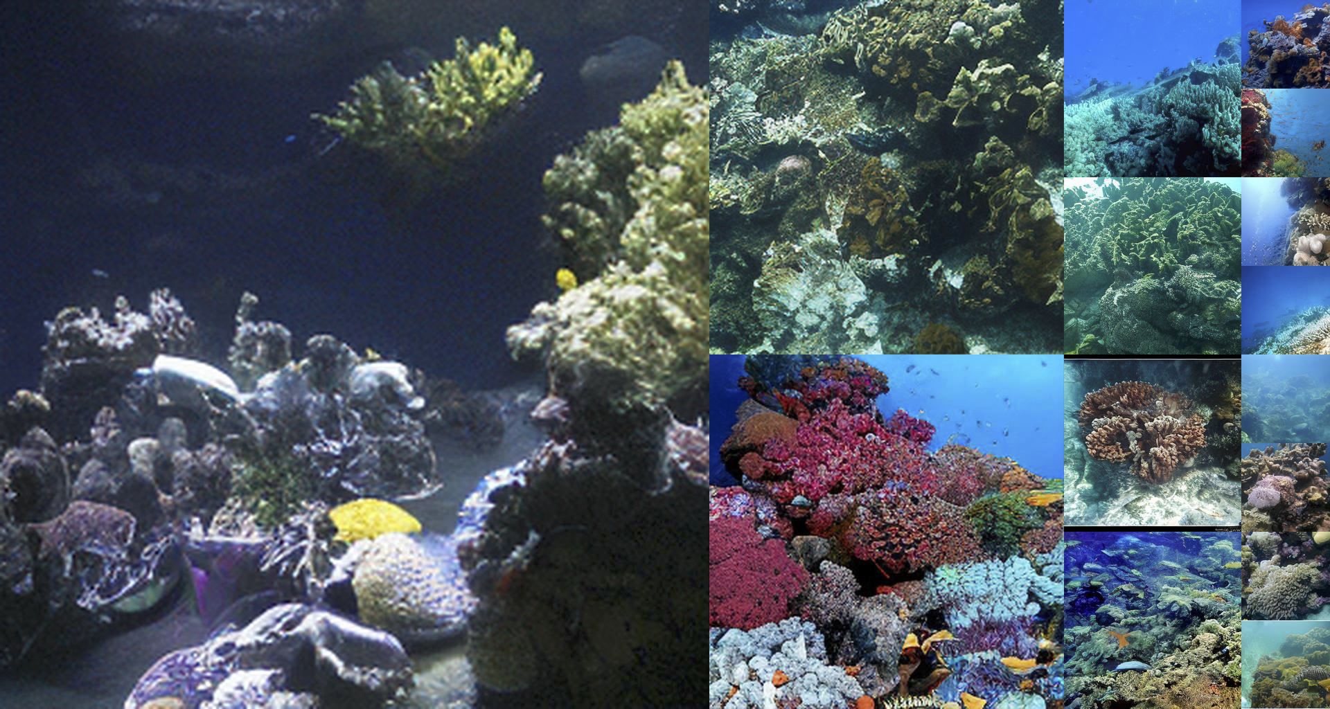 Coral reef, ImageNet class 973